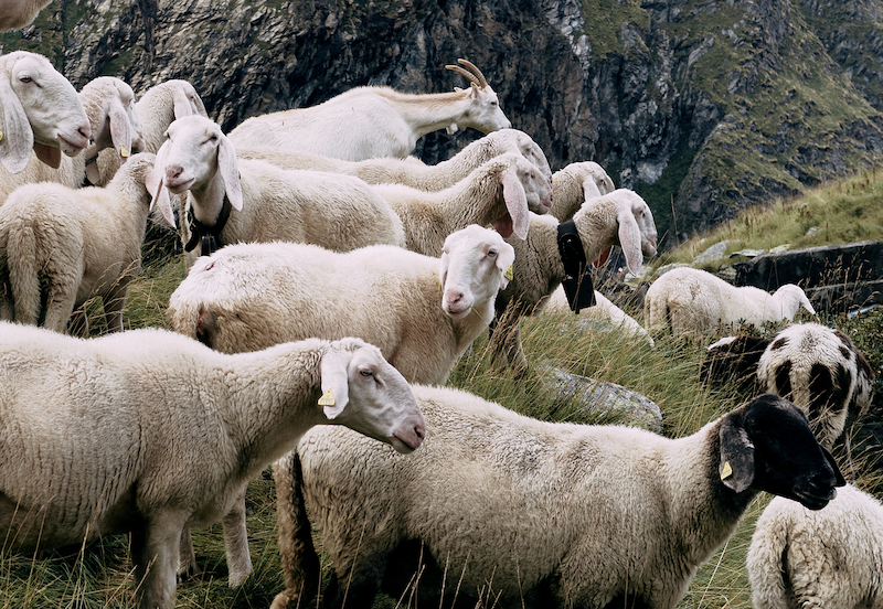 Materiale: lana, pecore e persone
