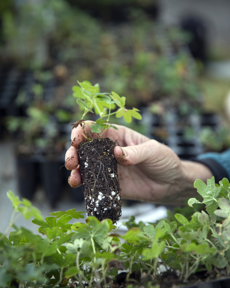 Pluggplante Geranium Sanguineum Fk. Oslo