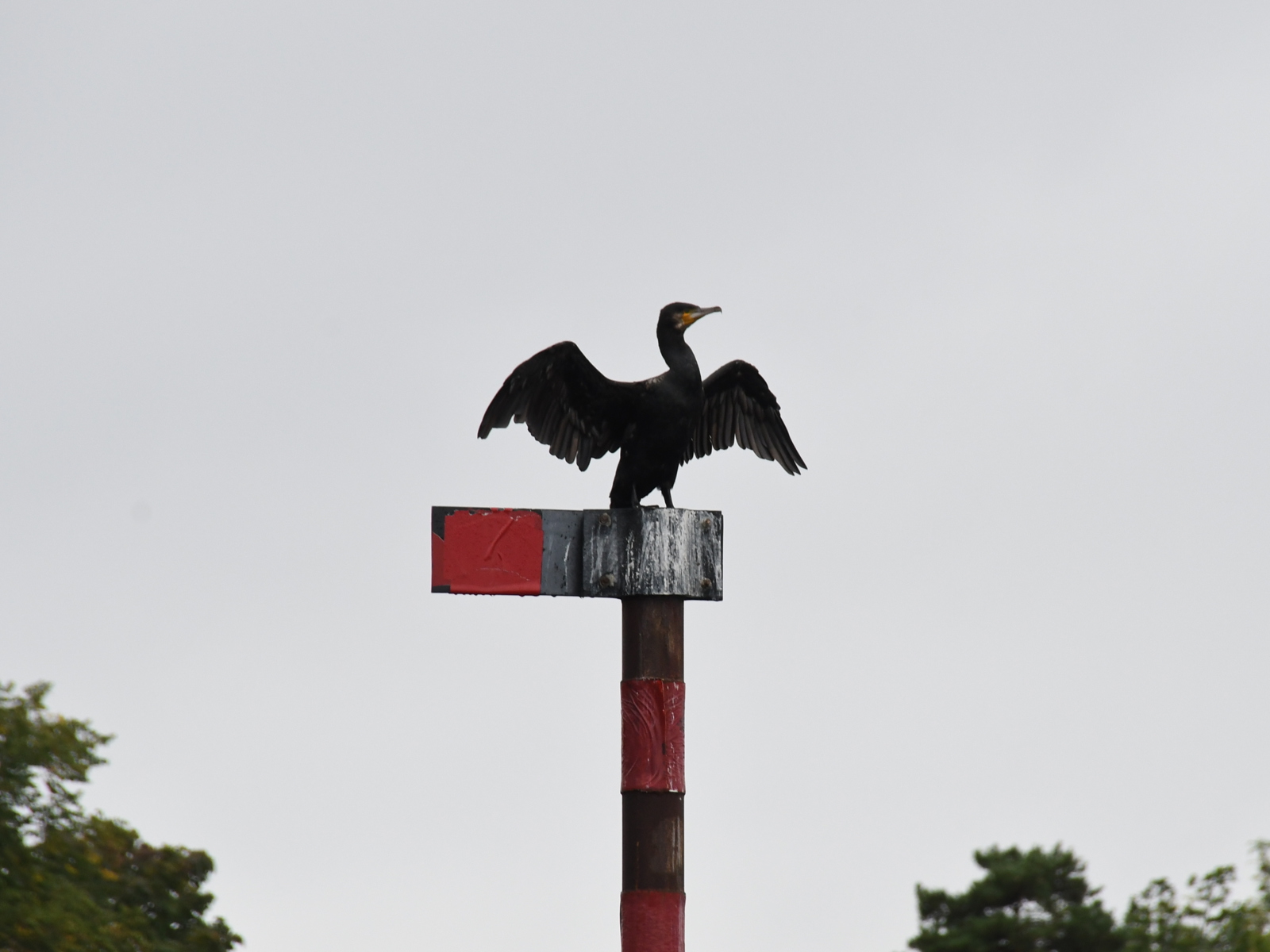 Foto av en fugl som står og sprer vingene på en stolpe.