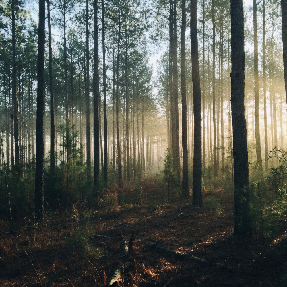 Illustrasjonsfoto av skog