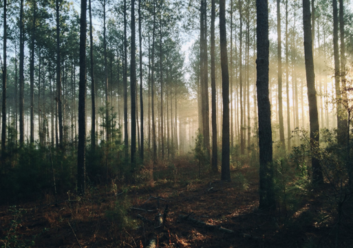 Illustrasjonsfoto av skog