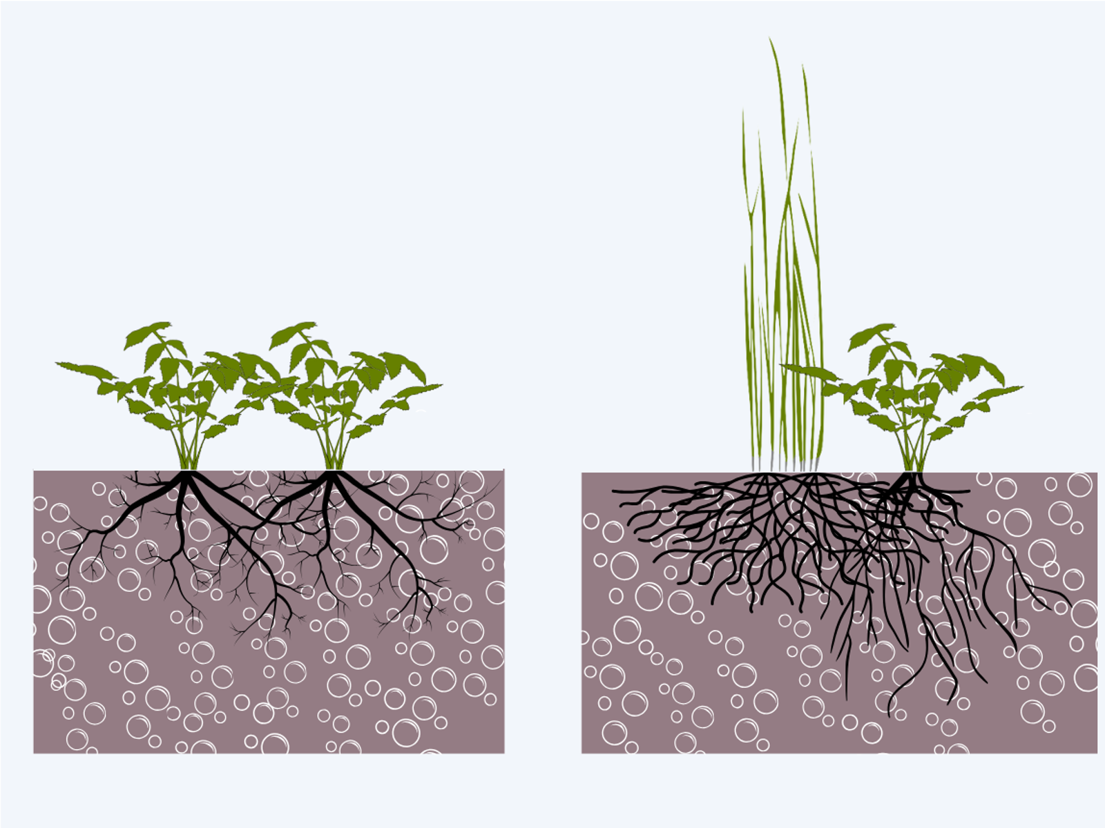 Illustrasjon av vegetasjon med ulike typer røtter.