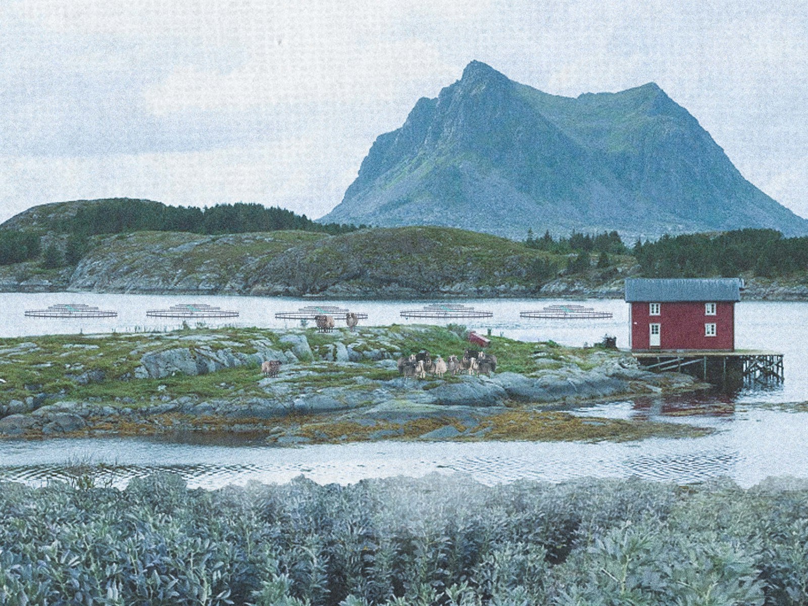 Collage av kystlandskap, fjell, liten rød hytte osv.