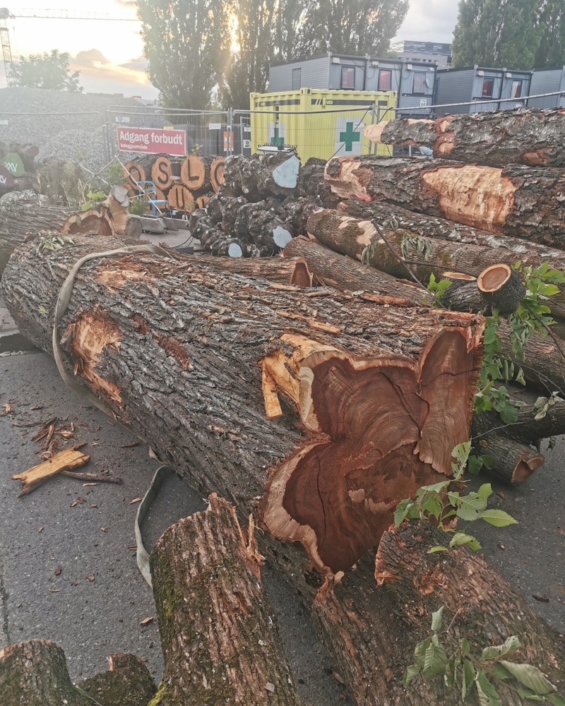 Foto av store trestammer i hager på en asfaltsplass. 