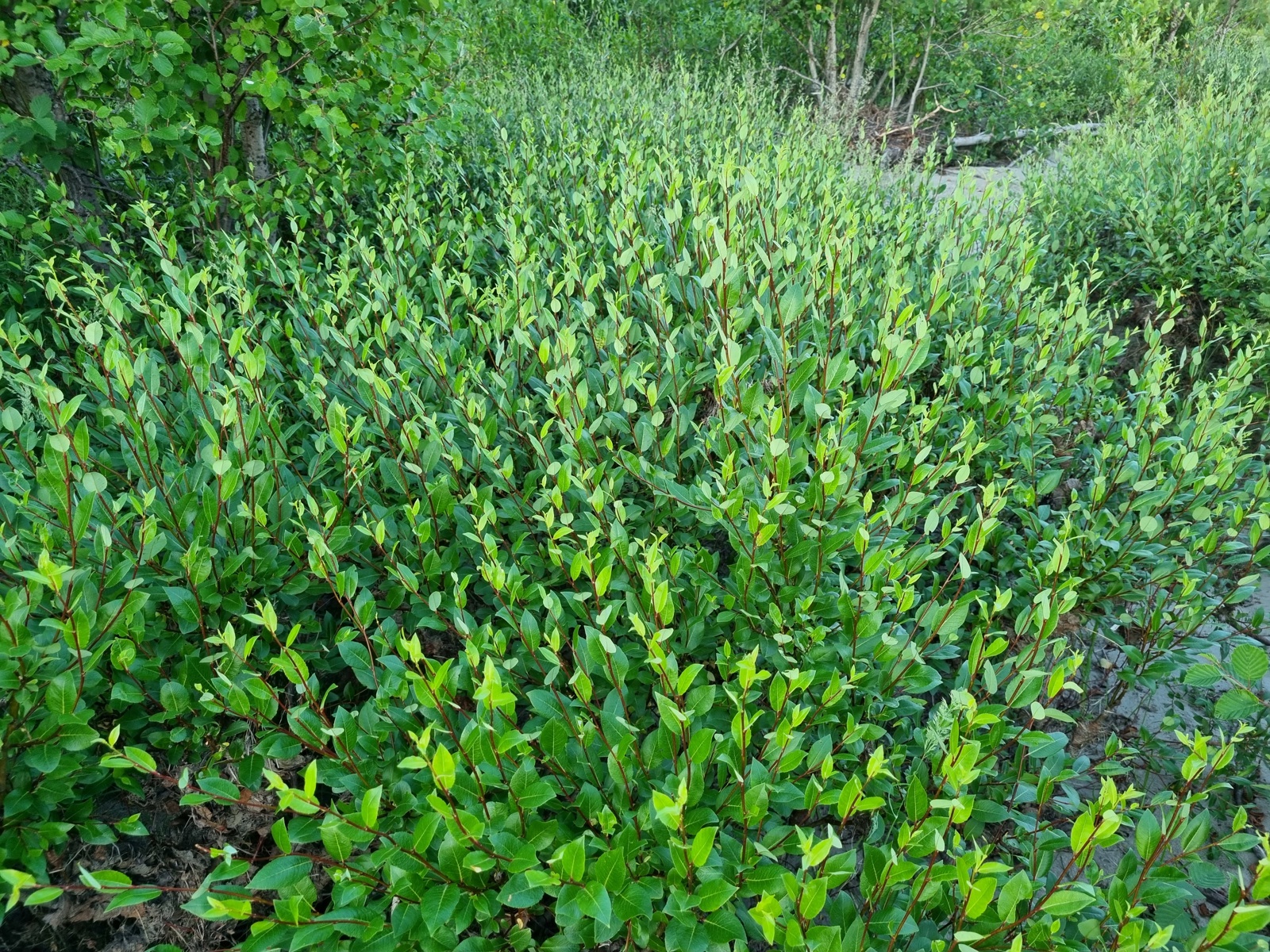 Foto av grønnvier planter ute i naturen.