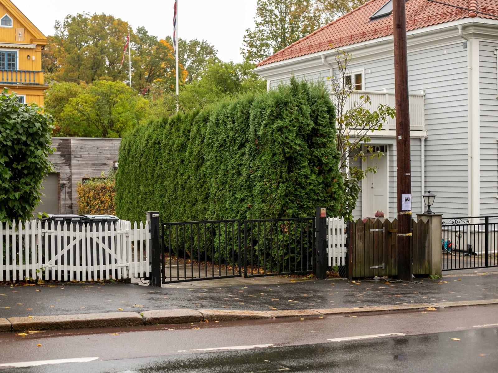 Foto av en tuja hekk i en villahage, vei og fortau i forgrunnen. 