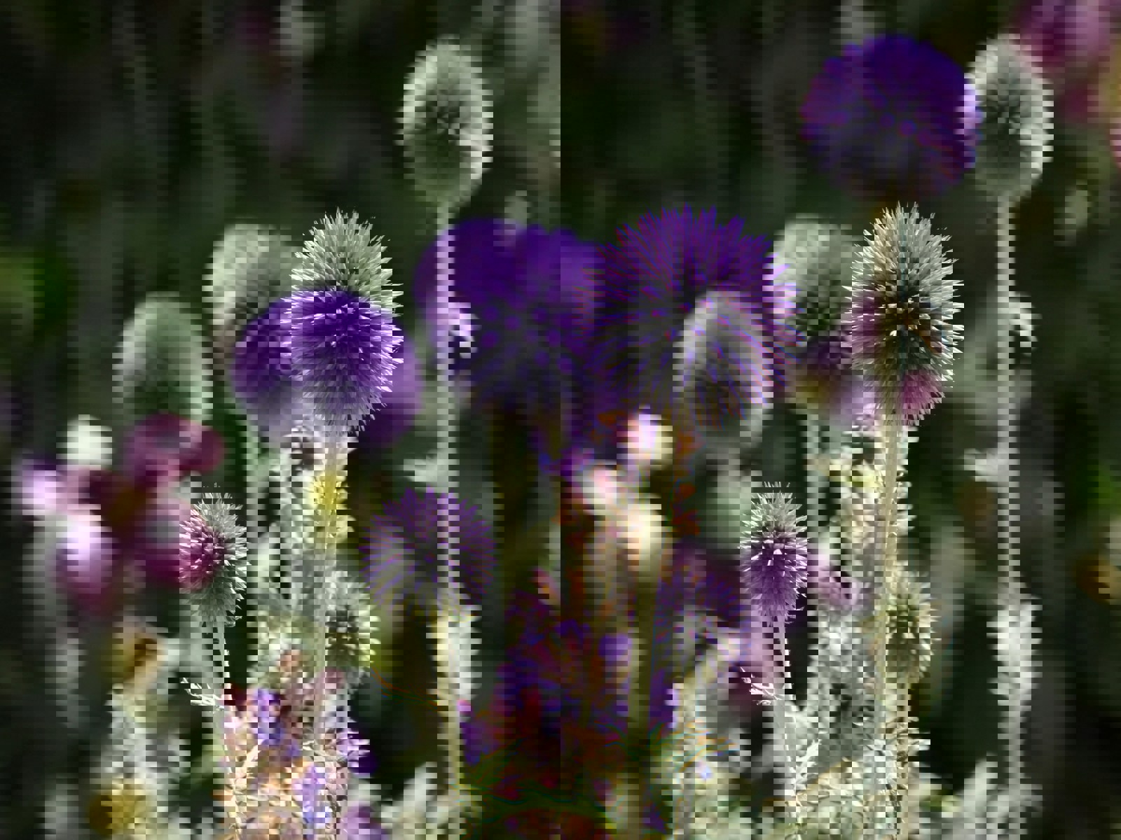 Nærfoto av lilla kuletistel.