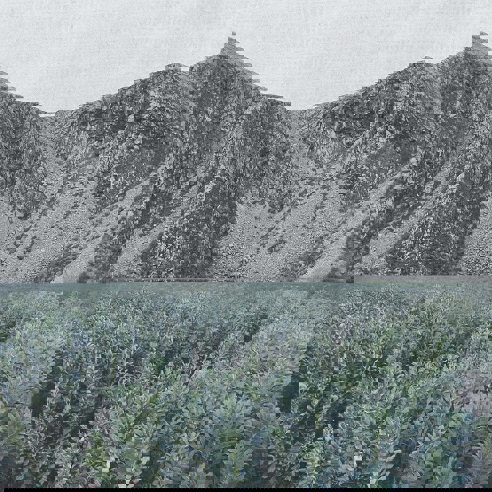 Collage av fjell og åkerbønner. 