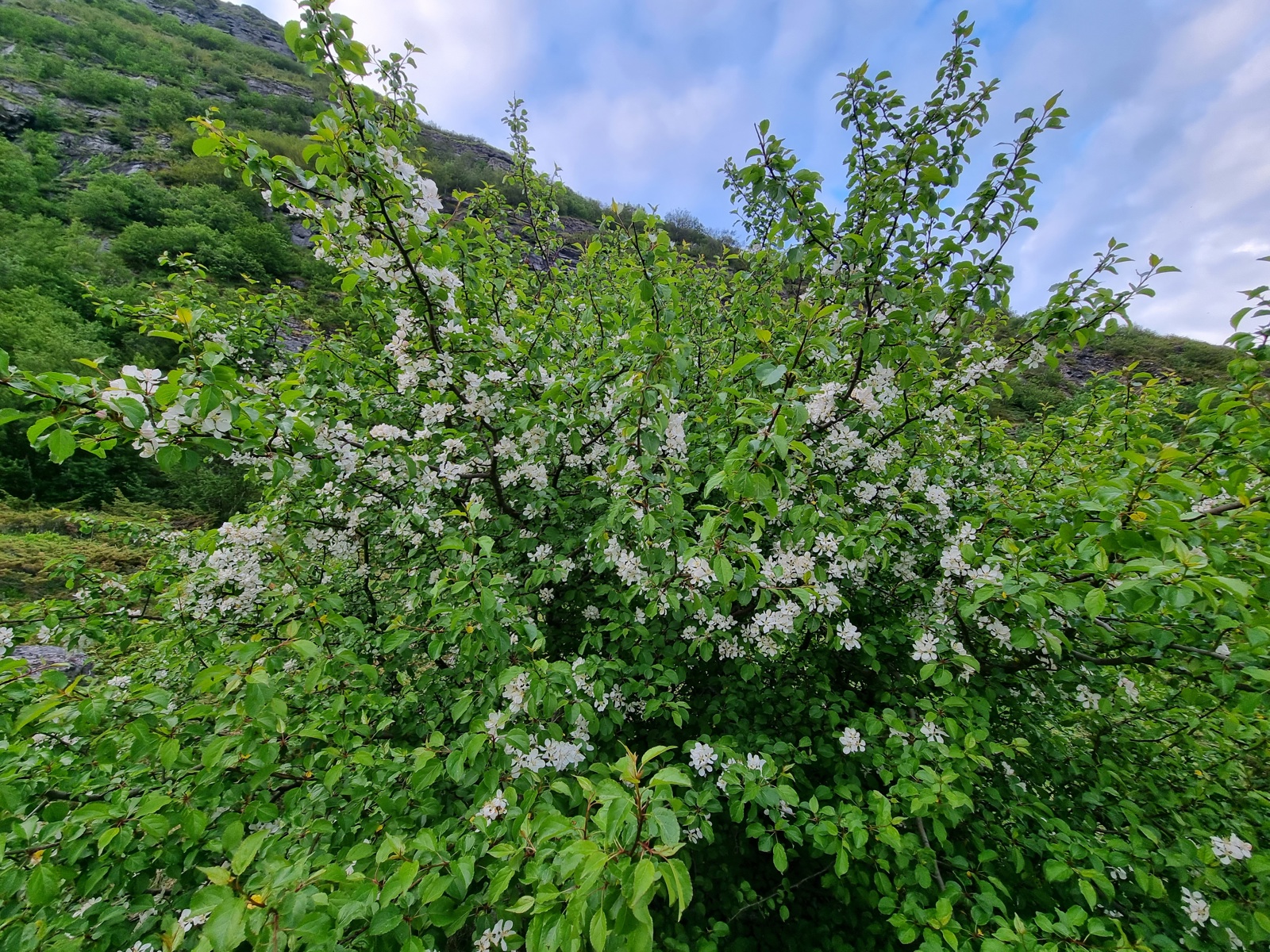 Bilde av villeple plante ute i naturen. Foto.