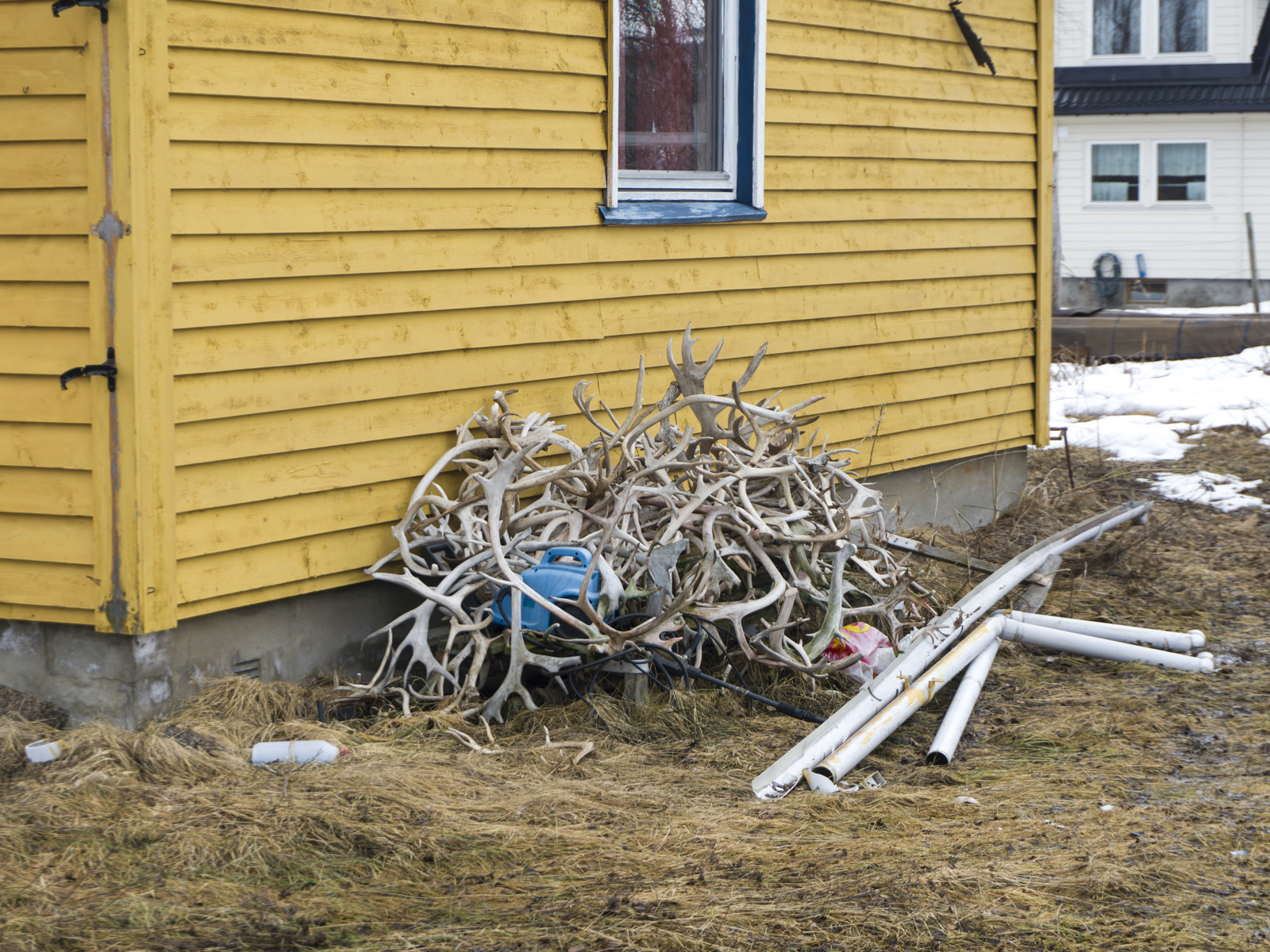 Foto av en haug med gevir ved siden av et gult hus. 