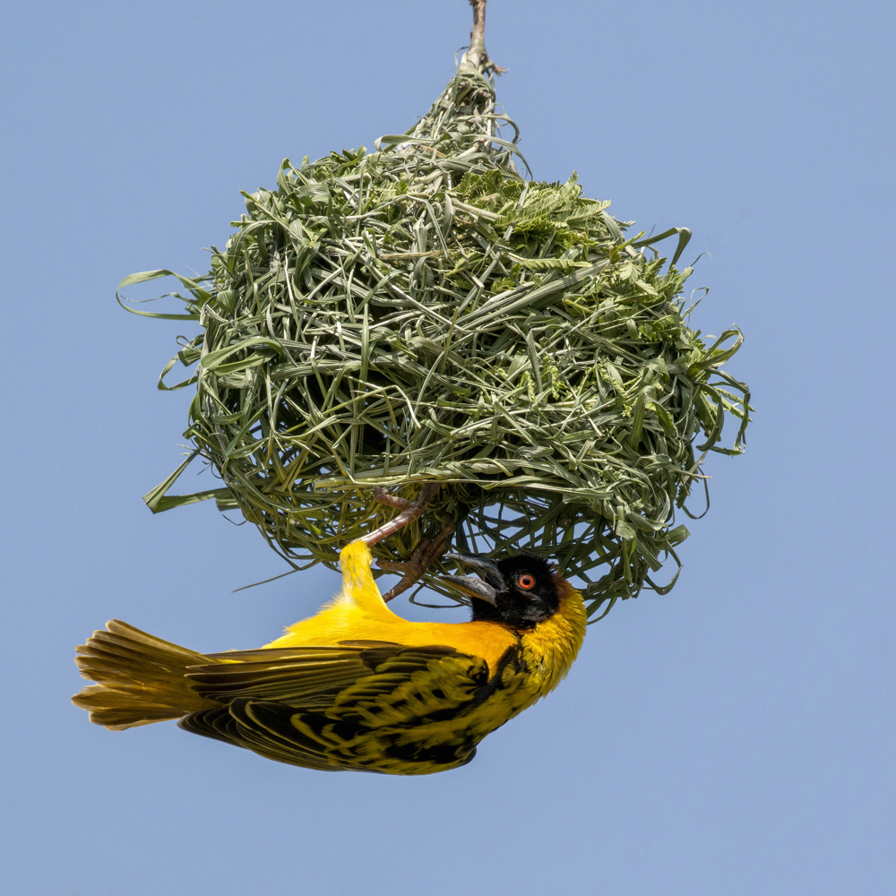 Foto av en gul fugl som henger på undersiden av et grønt reir formet som en ball.