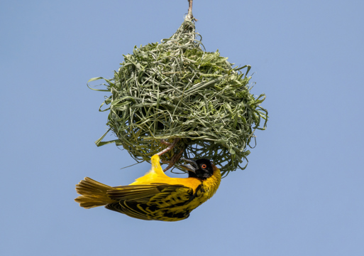 Foto av en gul fugl som henger på undersiden av et grønt reir formet som en ball.