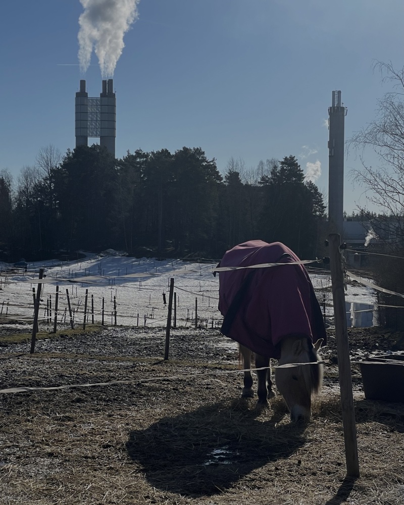 Lofsrud gård. Hest.