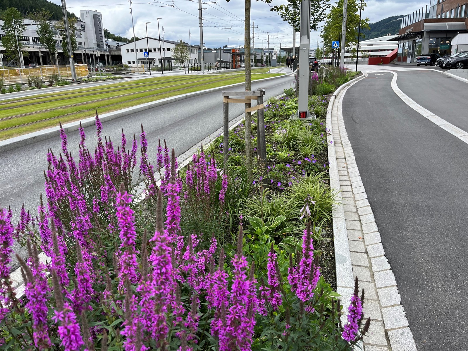 Foto av bed med blomster og trær mellom to veier. 