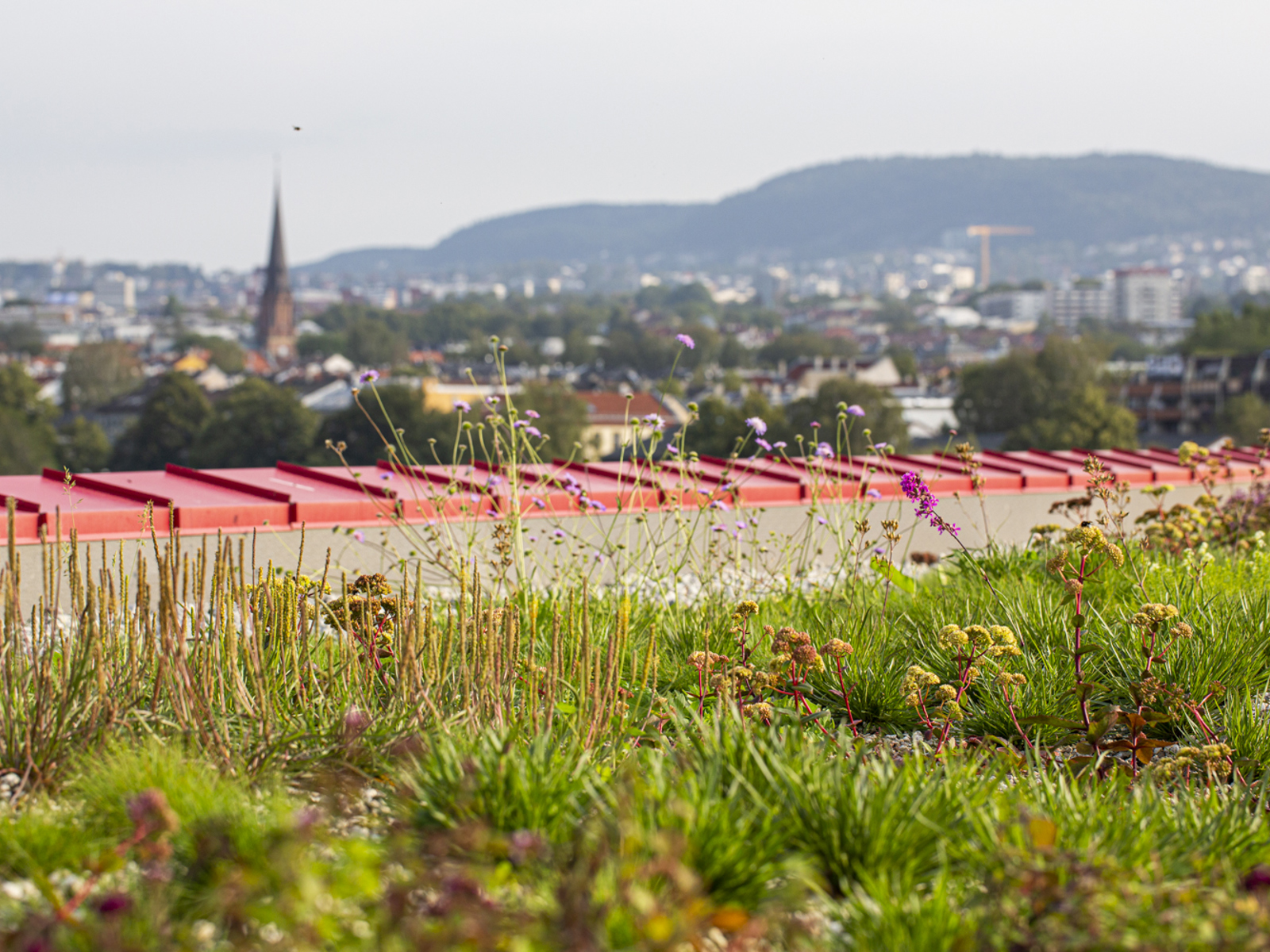 Foto av vegetasjon på et tak med utsikt over byen.