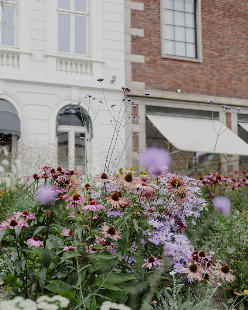Nærfoto av beplantning, fasade på bygg i bakgrunnen.