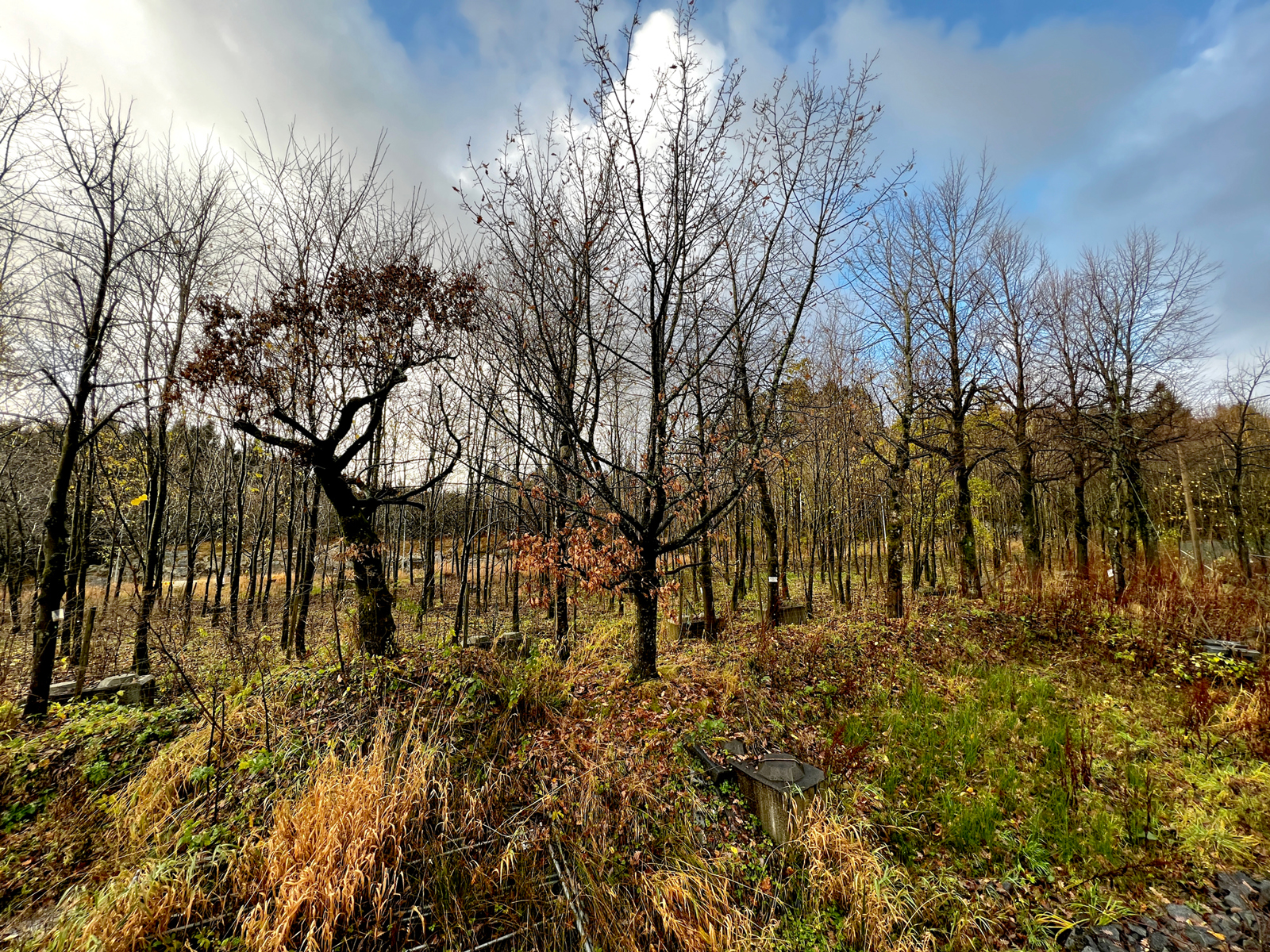 Løvskog uten blader på trærne