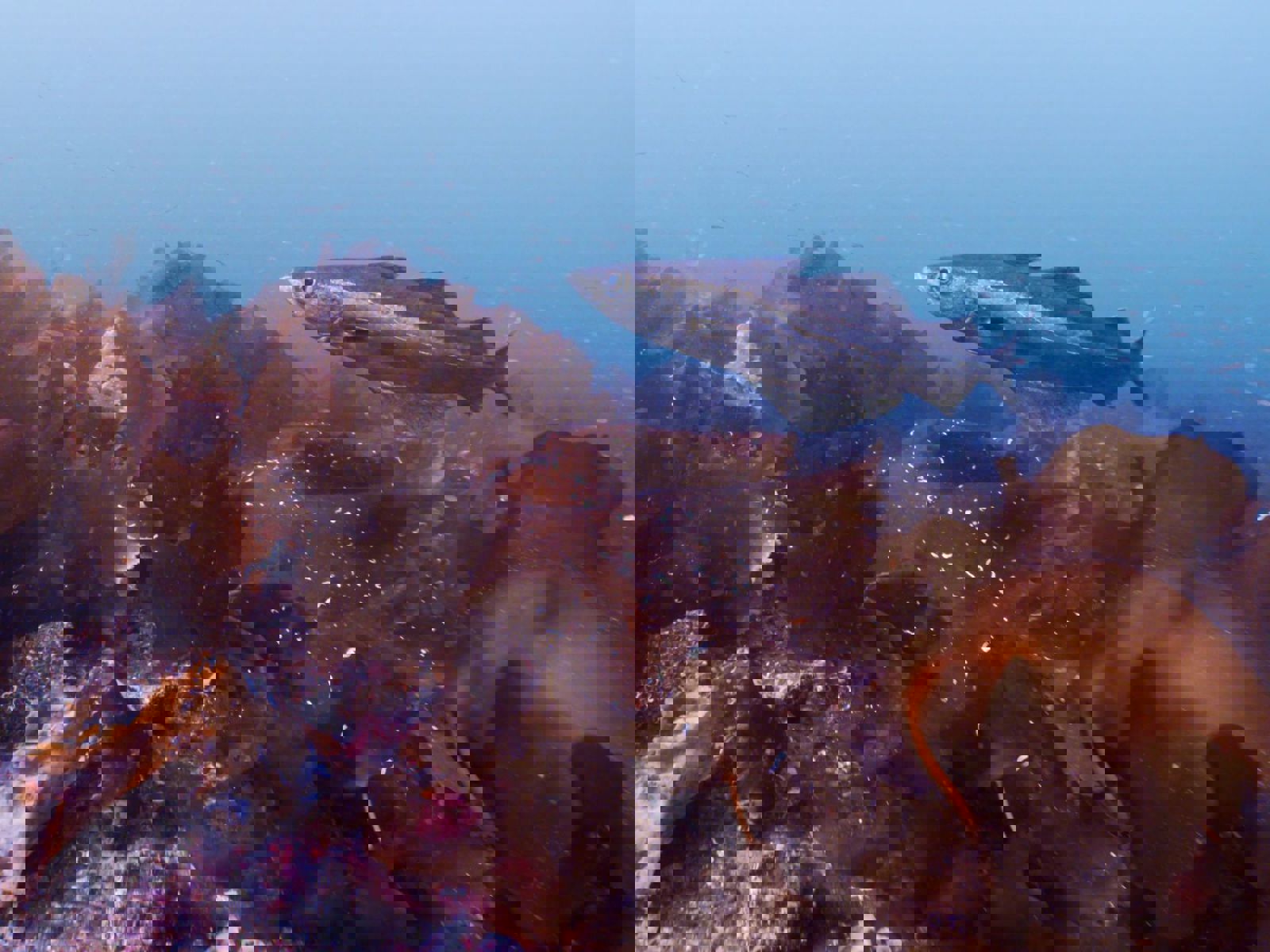 Store Lungegårdsvann Renere Havn