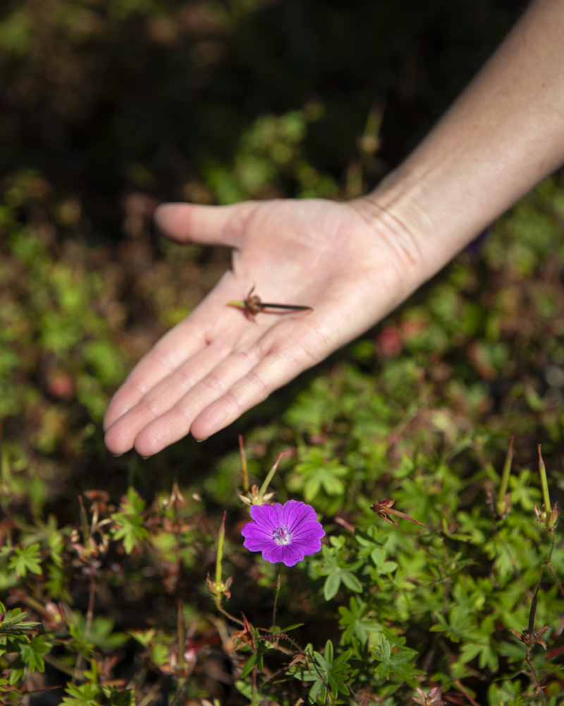 Sanking Av Frø I Morplantefelt Geranium Sanguineum