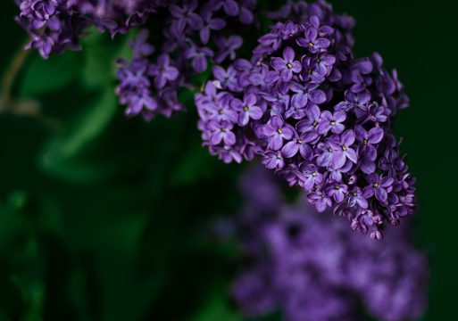 Nærfoto av en lilla syrin.